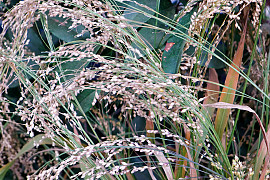 기장 - Panicum miliaceum L.