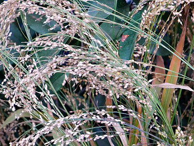 기장 사진 - Panicum miliaceum L. Photos