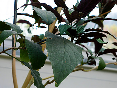 연화수 사진 - Clerodendrum quadriloculare Photos