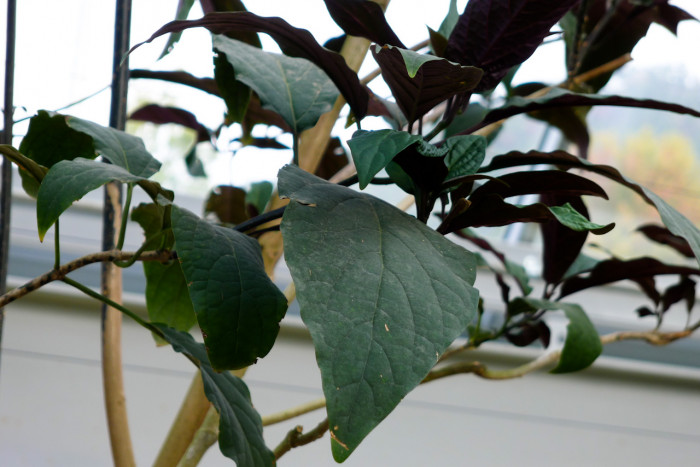 연화수 - Clerodendrum quadriloculare