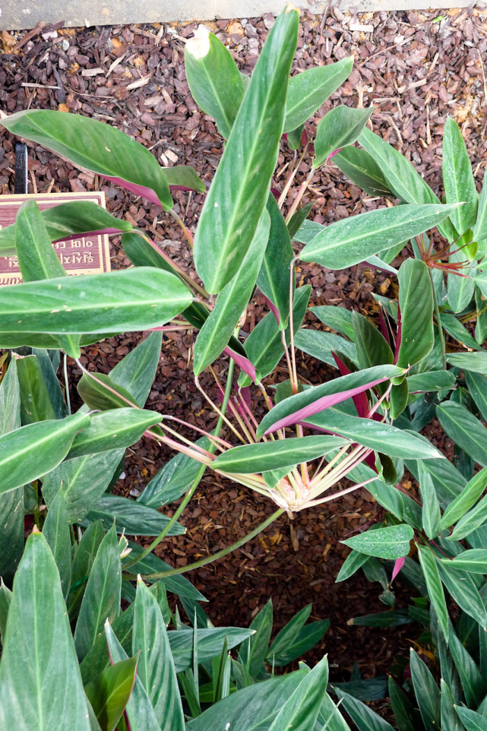 크테난테 - Ctenanthe kummeriana