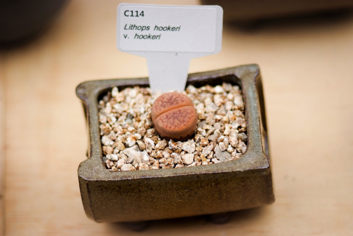 리톱스 - 도로시, Lithops hookeri v. hookeri