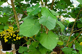 대만황근 - Hibiscus tiliaceus