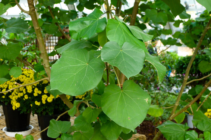 대만황근 - Hibiscus tiliaceus