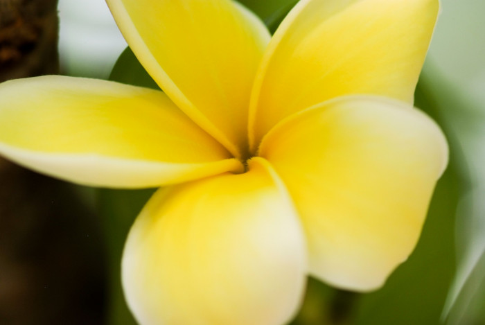 러브하와이 - Flumeria, Plumeria Alba