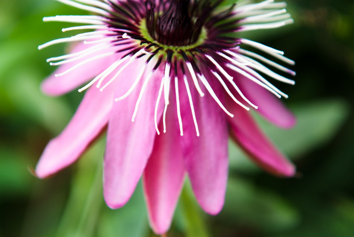 시계초 - passion flower, Passiflora caerulea