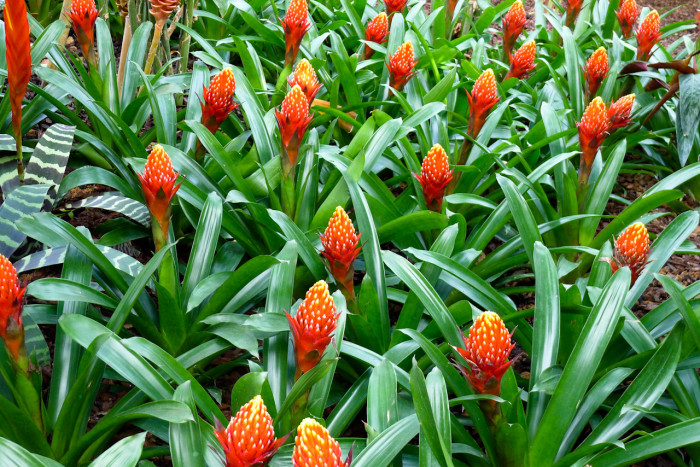 아나나스 - Ananas spp.