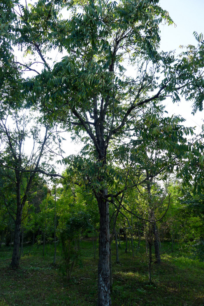 가죽나무 - Tree of Heaven, Ailanthus altissima (Mill.) Swingle for. altissima