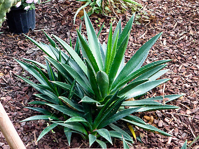 아가베 디시피엔스 사진 - Agave decipens Photos