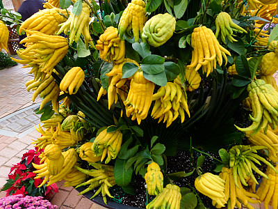 불수감 사진 - Citrus medica var sarcodactylis Photos