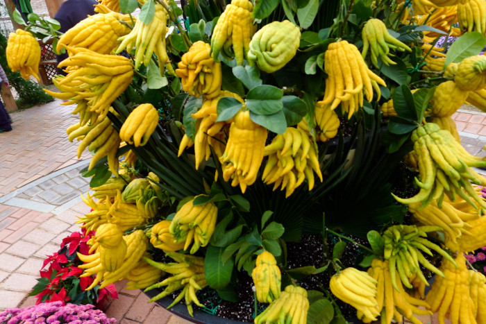 불수감 - fingered citron, Citrus medica var sarcodactylis