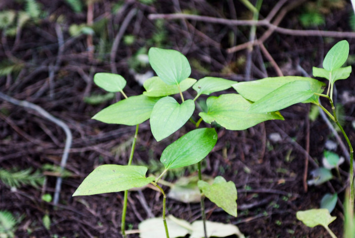 삼백초 - Saururus chinensis (Lour.) Baill.