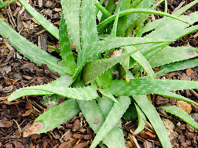 알로에 사포나리아 사진 - Aloe maculata Photos
