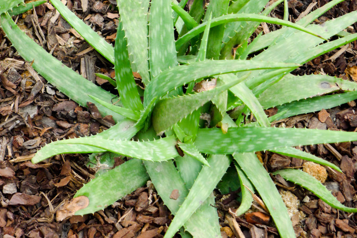 알로에 사포나리아 - Aloe saponaria, soap aloe, zebra aloe, Aloe maculata