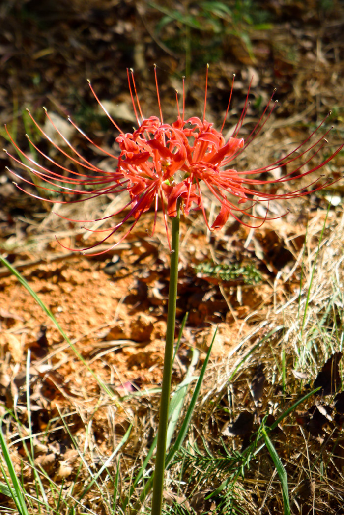 석산 - red spider lily, Lycoris radiata