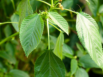 모로헤이아 사진 - Corchorus trilocularis Photos
