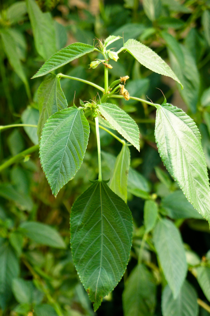 모로헤이아 - Corchorus aestuans, Corchorus fruticulosus, Corchorus triflorus, Corchorus trilocularis