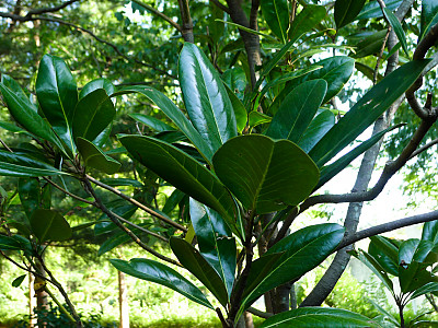 태산목 사진 - Magnolia grandiflora L. Photos