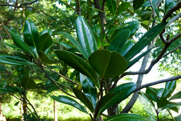 태산목 - Magnolia grandiflora L.