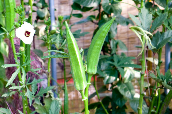 오크라 - okra, Abelmoschus esculentus