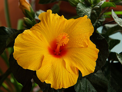 하와이무궁화 사진 - Hibiscus rosa-sinesis L. Photos
