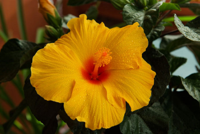 하와이무궁화 - hawaiian hibiscus, Hibiscus rosa-sinesis L.