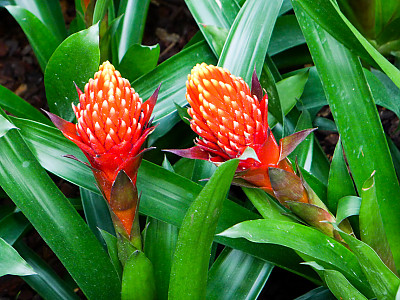 아나나스 사진 - Ananas spp. Photos