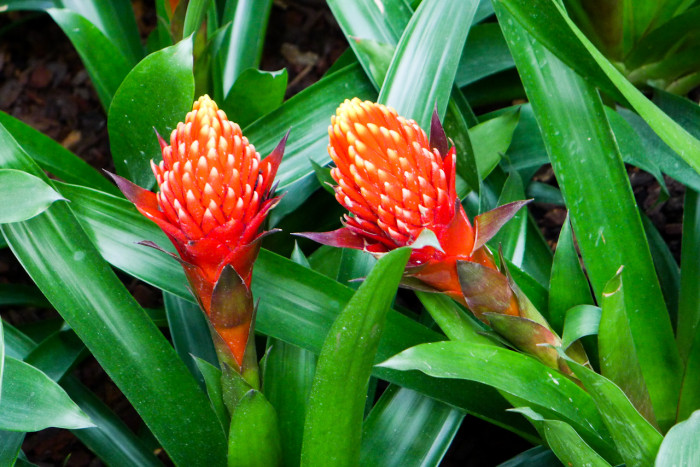 아나나스 - Ananas spp.
