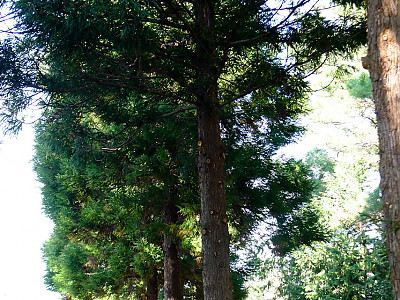 삼나무 사진 - Cryptomeria japonica (L.f.) D.Don Photos