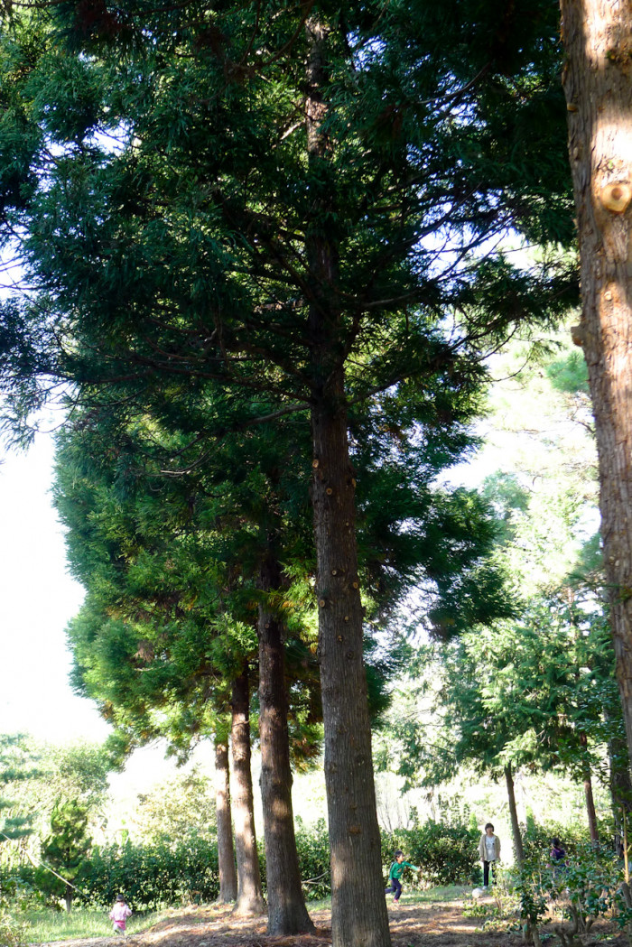삼나무 - Cryptomeria japonica (L.f.) D.Don