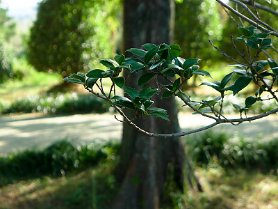 목서 사진 - Osmanthus fragrans (Thunb.) Lour. Photos