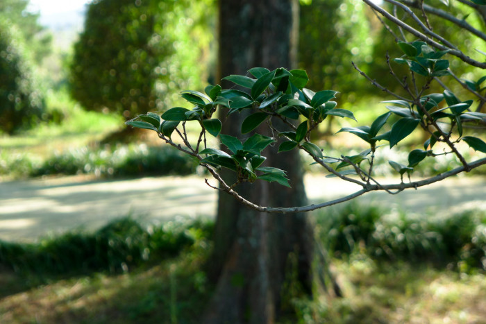 목서 - Osmanthus fragrans (Thunb.) Lour.