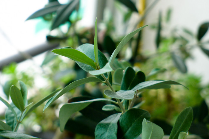 올리브나무 - Olive, Olea europaea
