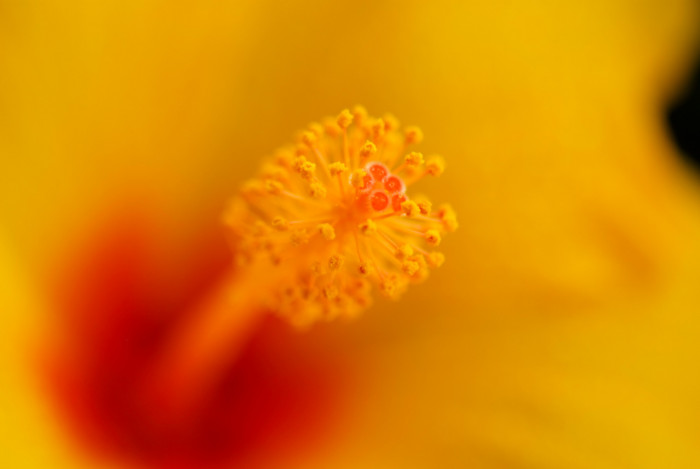 하와이무궁화 - hawaiian hibiscus, Hibiscus rosa-sinesis L.