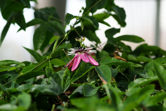 시계초 - passion flower, Passiflora caerulea