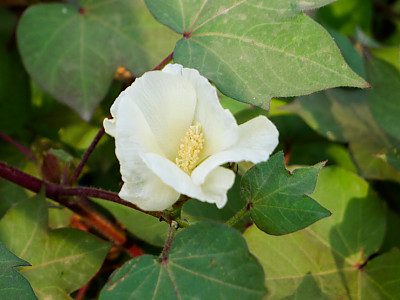 목화 사진 - Gossypium indicum Lam. Photos