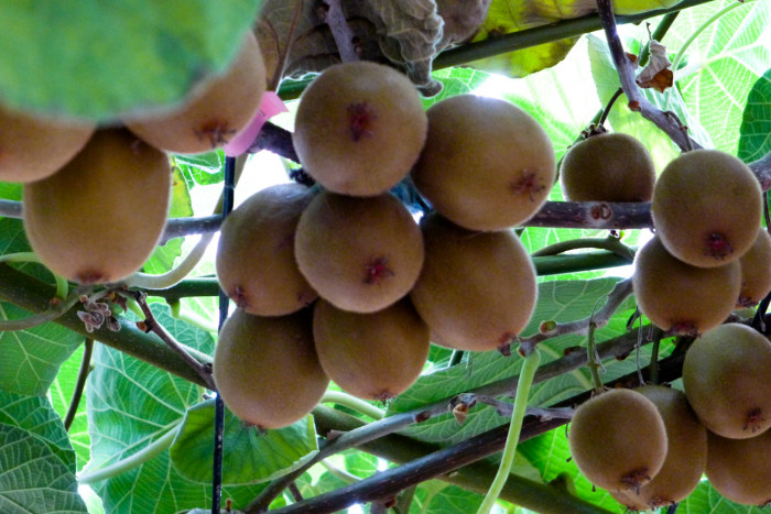 양다래 - Actinidia deliciosa (A. Chev.) C. F. Liang & A. R. Ferguson