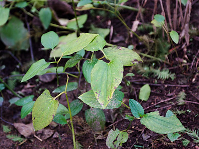삼백초 사진 - Saururus chinensis (Lour.) Baill. Photos