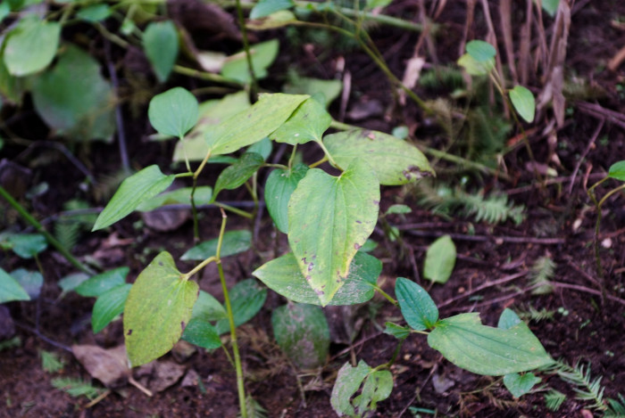 삼백초 - Saururus chinensis (Lour.) Baill.