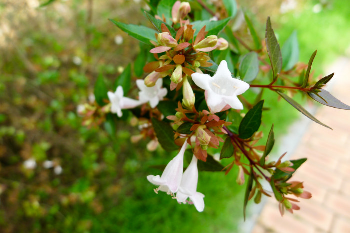 꽃댕강나무 - Mangsan Abelia, Abelia mosanensis T.H.Chung