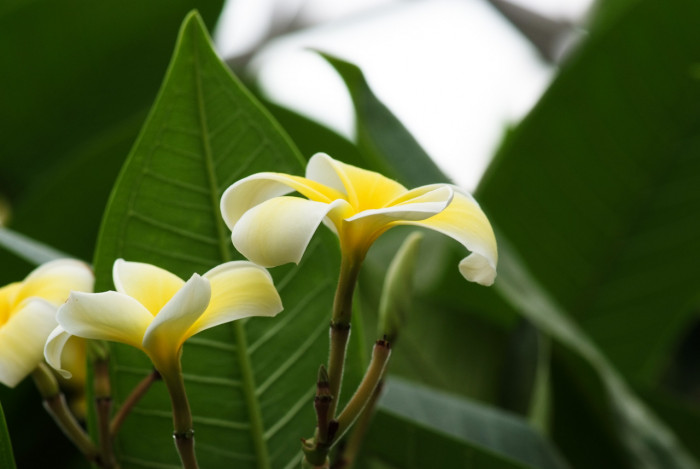 러브하와이 - Flumeria, Plumeria Alba