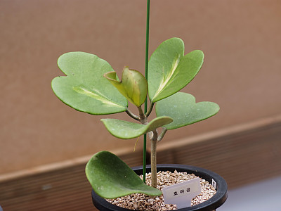 샴덩굴초 사진 - Hoya kerii Photos