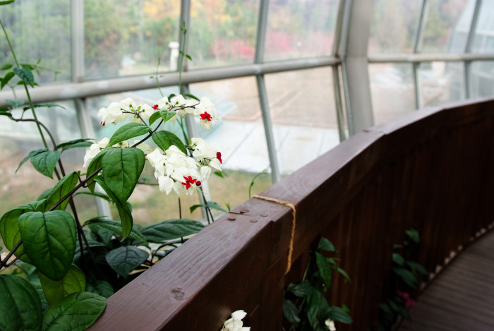 클레로덴드럼 톰소니에 - Bleeding-heart vine, Clerodendrum Thomsoniae