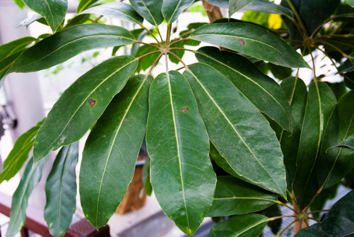 쉐프레라 악티노필라 - Schefflera actinophylia