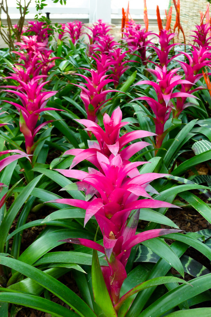 아나나스 - Ananas spp.