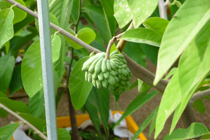 슈가애플 - Annona Squamosa
