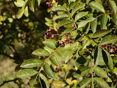 왕초피나무 사진 - Zanthoxylum coreanum Nakai Photos