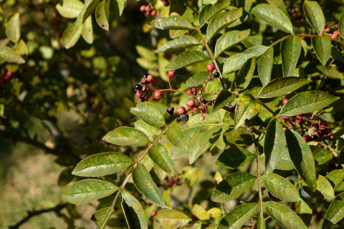 왕초피나무 - Zanthoxylum coreanum Nakai