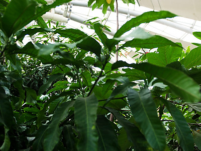 망고 사진 - Mangifera indica L.  Photos