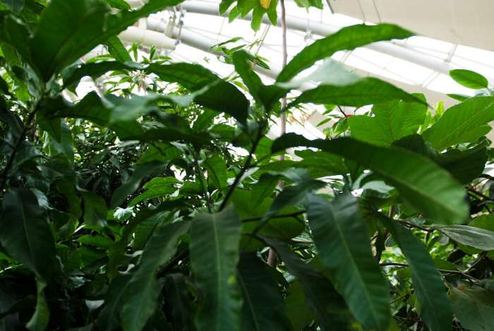 망고 - mango, Mangifera indica L. 